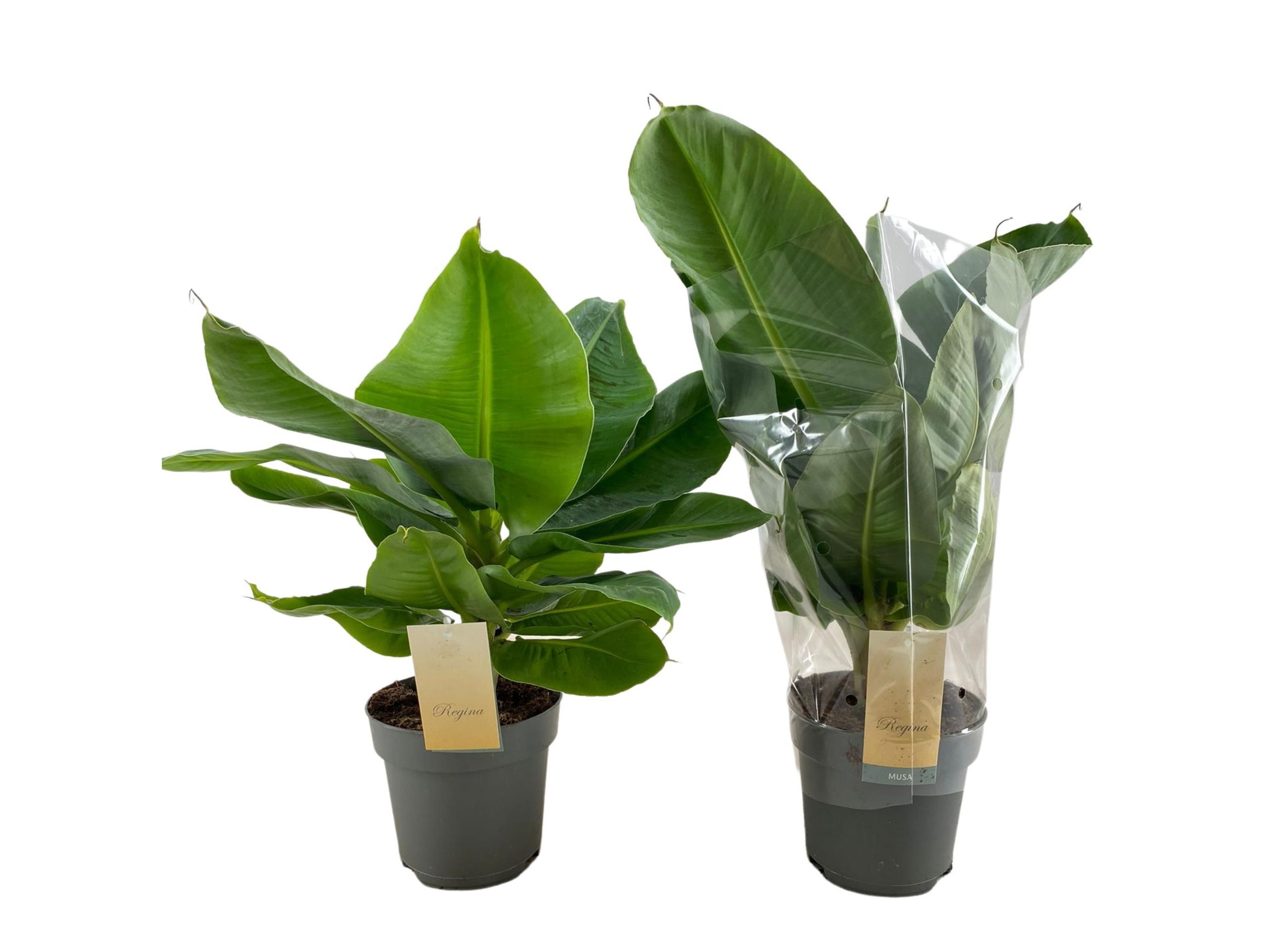 MUSA TROPICANA (BANANEIRA-ORNAMENTAL) VASO 17