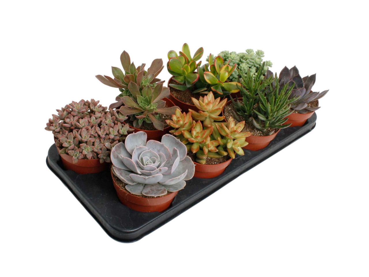 SUCULENTAS VASO 12 MODELOS SORTIDOS image number 1