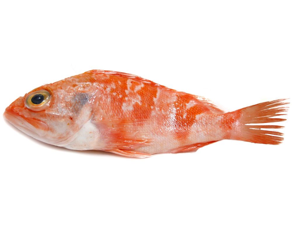 CANTARILHO KG image number 0