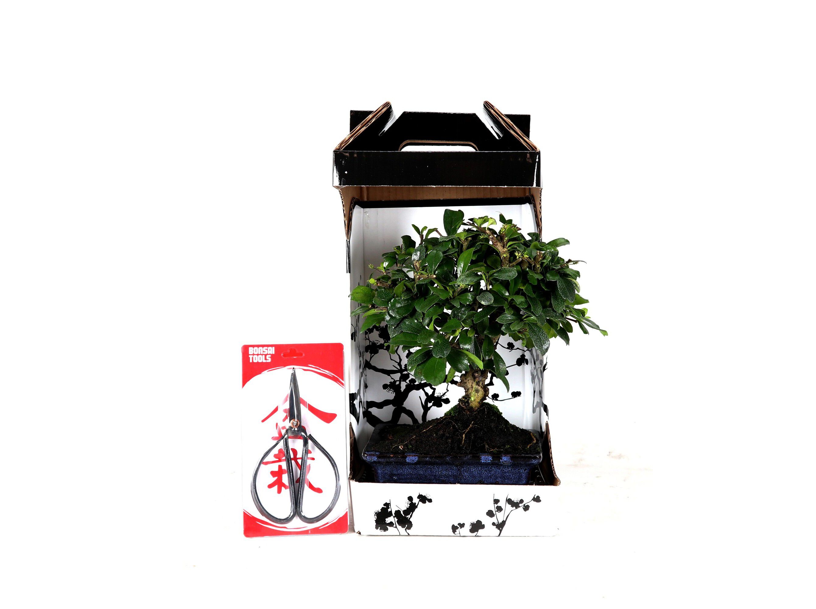BONSAI DE 5 ANOS COM TESOURA LUSO BONSAI EM CAIXA OFERTA MODELOS SORTIDOS image number 1
