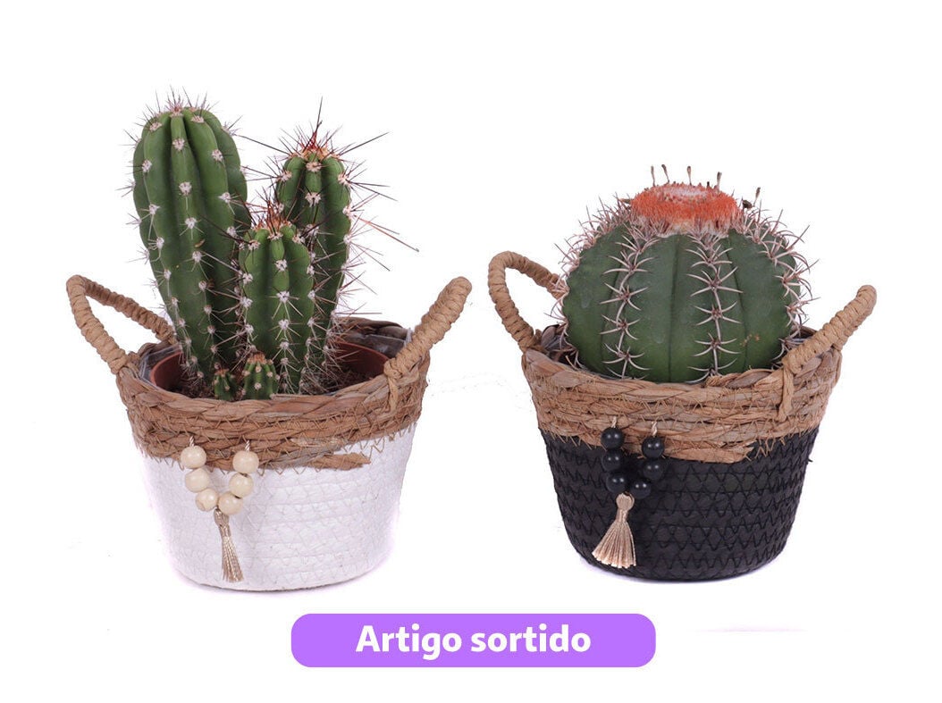 CACTO COM OFERTA DE CESTA TOKELAU VASO 14 MODELOS SORTIDOS