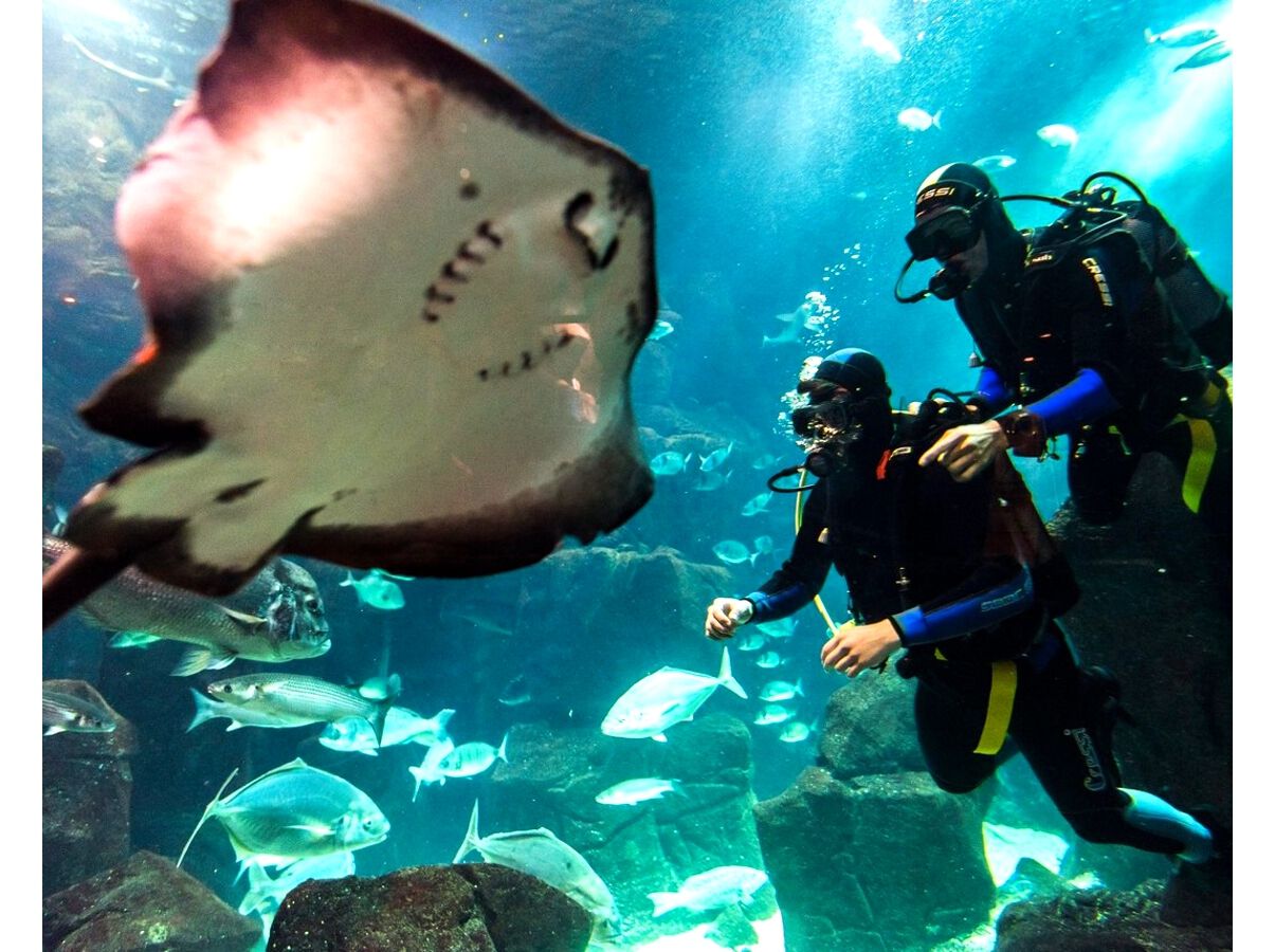 PACK ODISSEIAS BAPTISMO DE MERGULHO NO MAR image number 2