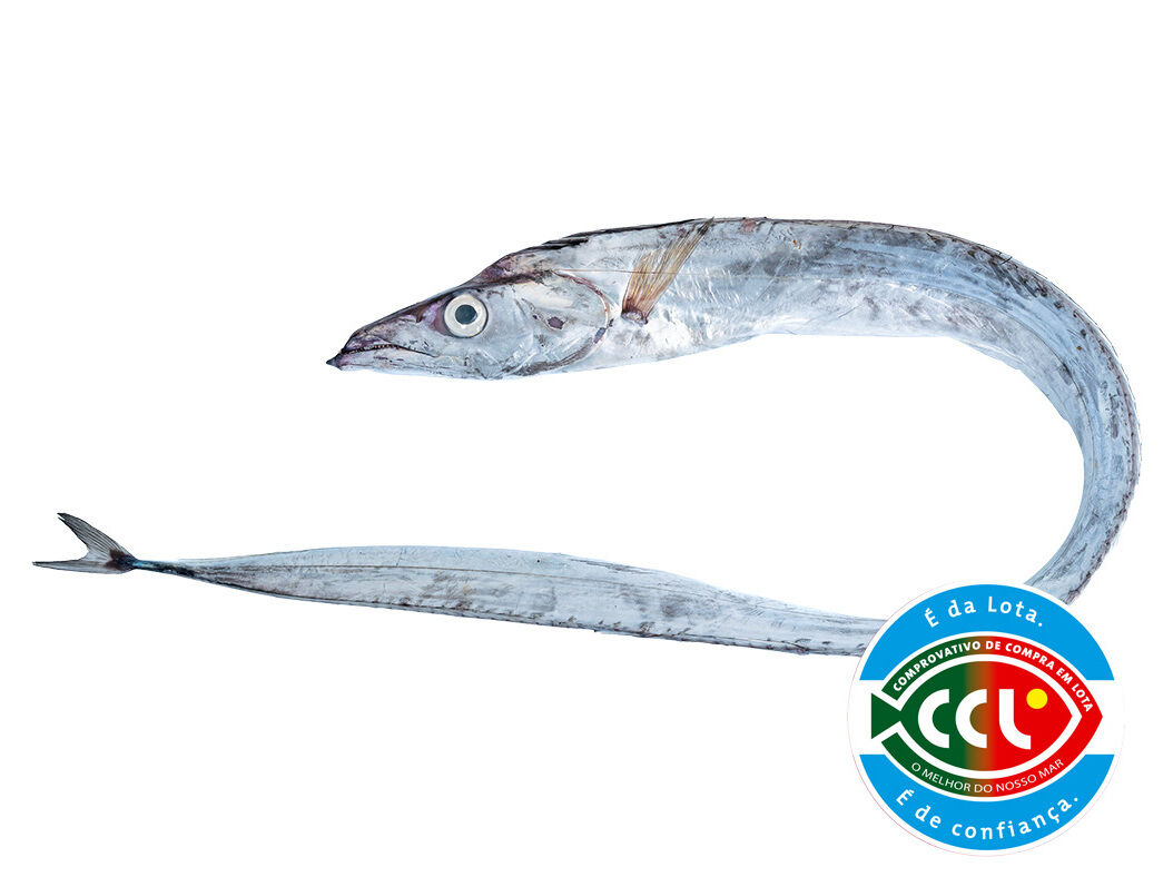 PEIXE ESPADA BRANCO