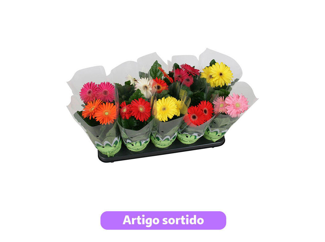 GERBERA VASO 12 CORES SORTIDAS
