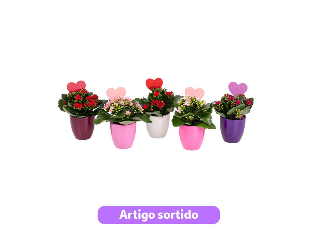 MINI KALANCHOE COM CORA&Ccedil;&Atilde;O VASO 6 CER&Acirc;MICA MODELOS SORTIDOS