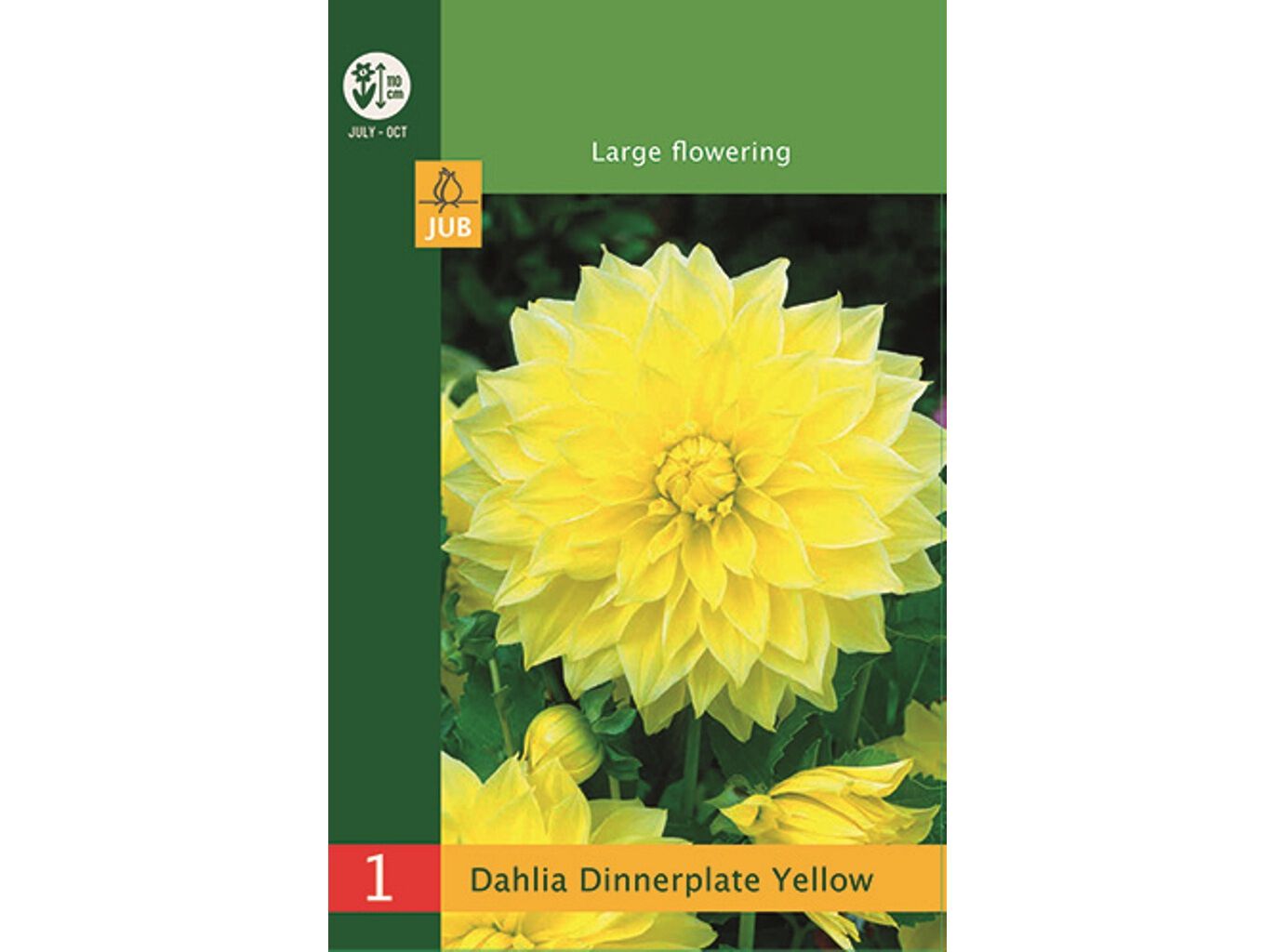 DAHLIA DINNERPLATE AMARELO 1UN POR EMBALAGEM CALIBRE I