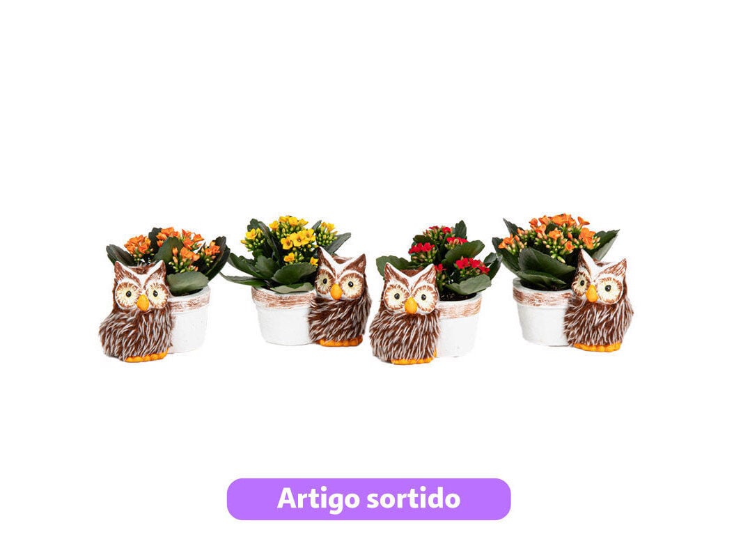 MINI KALANCHOE OFERTA VASO MOCHO VASO 6CM MODELOS SORTIDOS