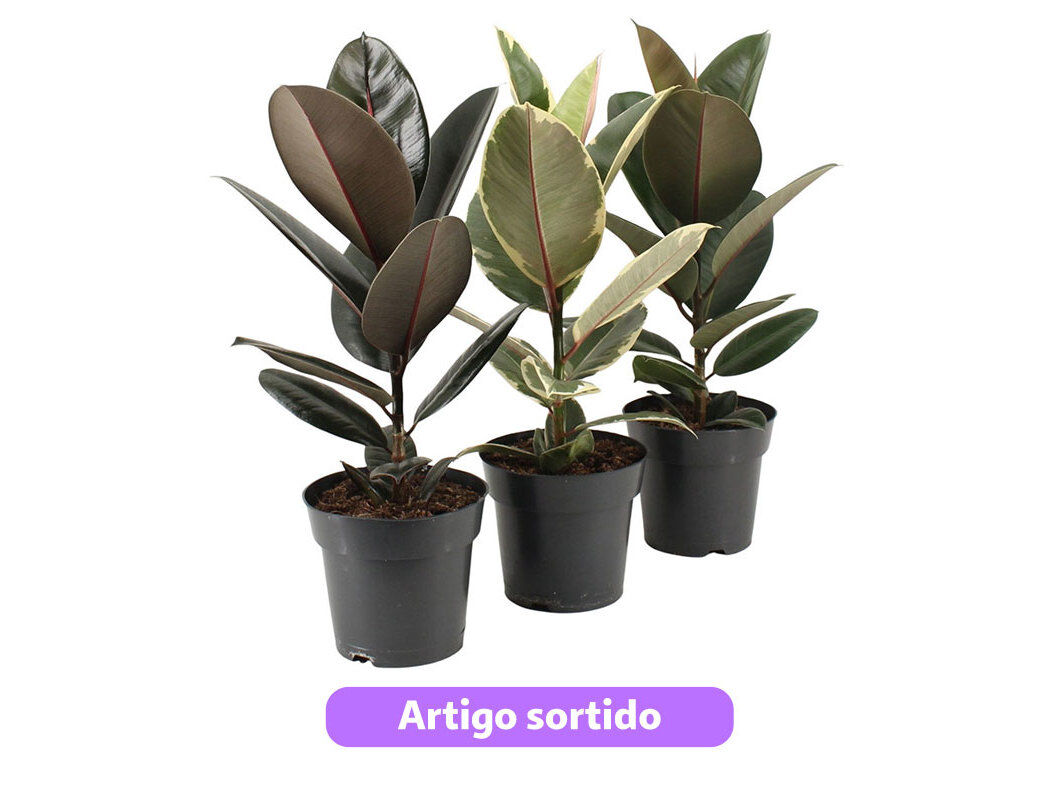FICUS ELASTICA (&Aacute;RVORE-DA-BORRCHA) MIX MODELOS SORTIDOS