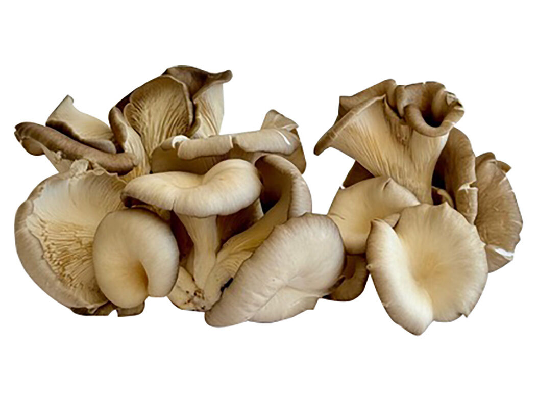 COGUMELO PLEUROTUS (ECONOMIA CIRCULAR) PRODUTO LOCAL KG