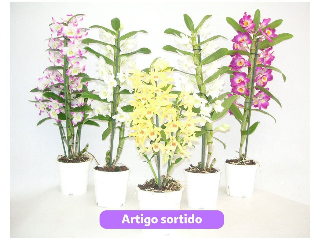 ORQUIDEA DENDOBRIUM NOBILE CORES SORTIDAS