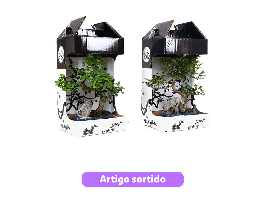 BONSAI DE 7 ANOS LUSO BONSAI COM ROCHA CAIXA GIFT MODELOS SORTIDOS