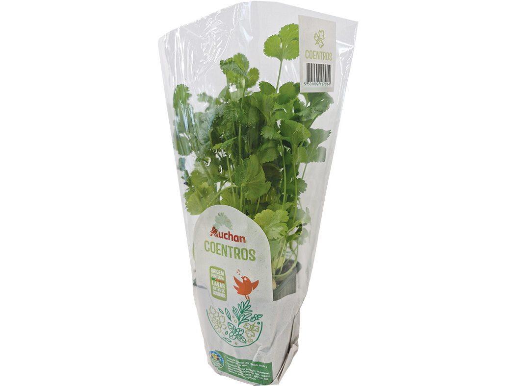 COENTROS VASO AUCHAN CULTIVAMOS O BOM