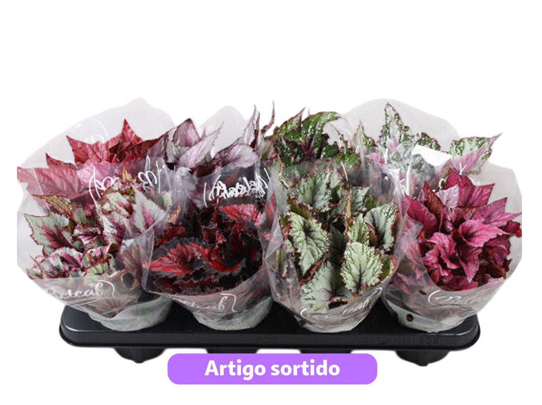 BEGONIA REX MIX VASO 12 MODELOS SORTIDOS