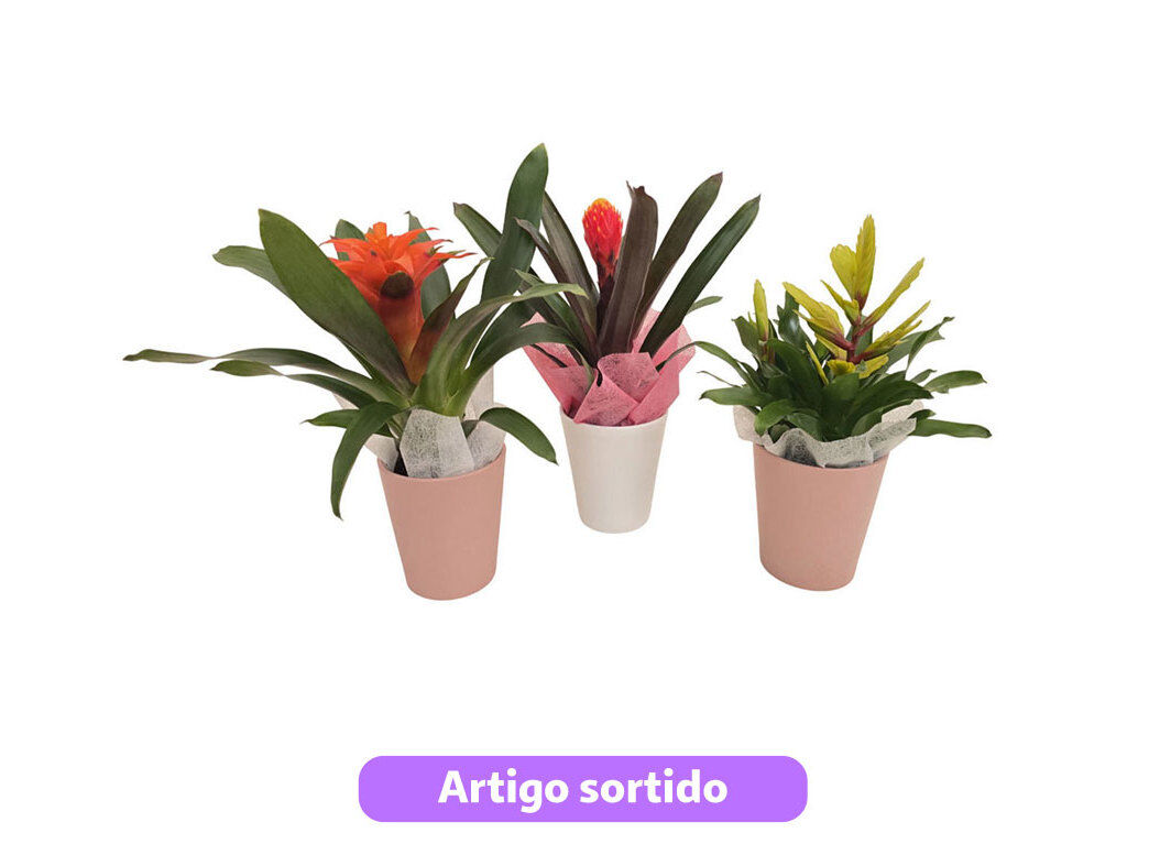 BROMELIA MIX OFERTA VASO CERAMICA VASO 12 MODELOS SORTIDOS