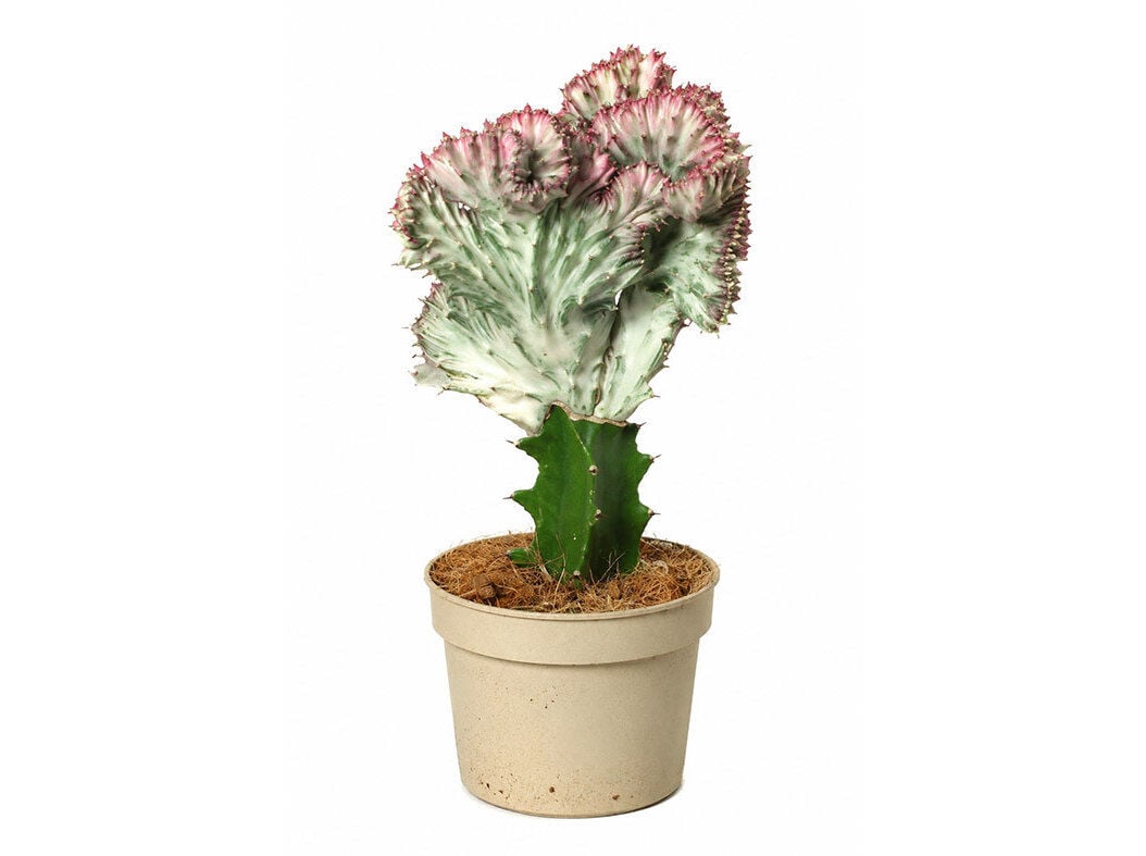 EUPHORBIA LACTEA CRISTATA (CACTO-CORAL) VASO 8.5