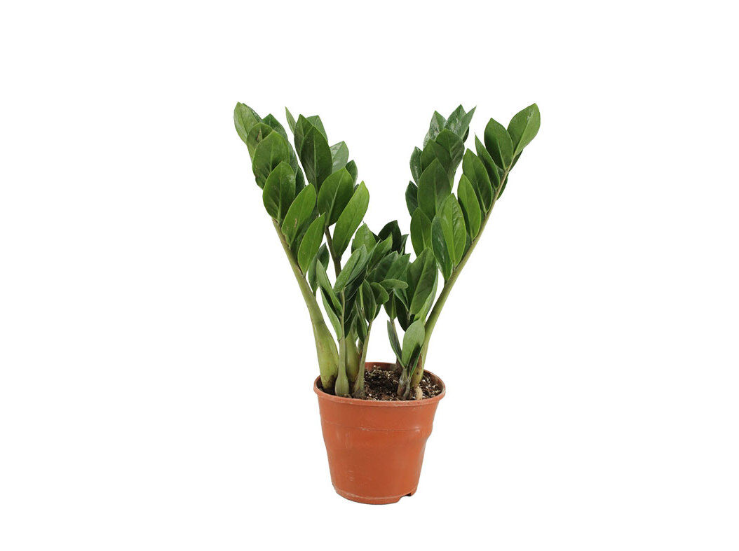 ZAMIOCULCA (PLANTA-DA-SORTE) VASO 14