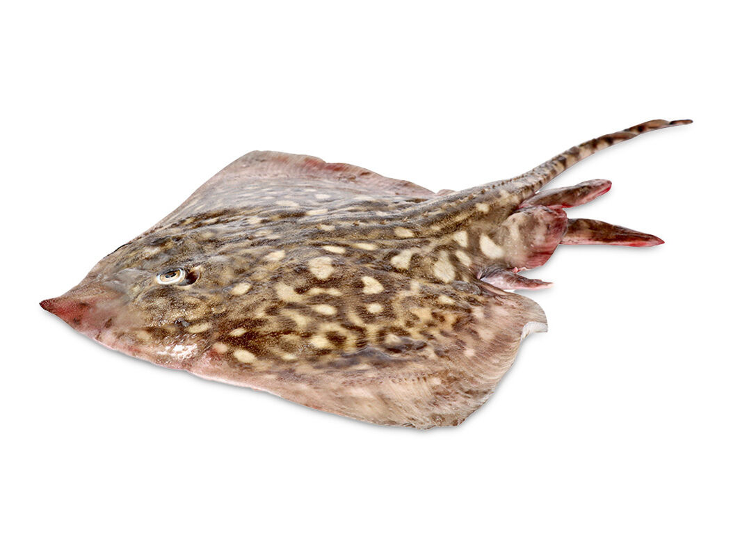 RAIA FRESCA KG image number 0