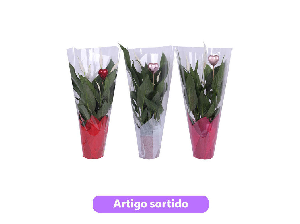 SPATHIPHYLLUM BINGO COM CORA&Ccedil;&Atilde;O VASO 17 MODELOS SORTIDOS
