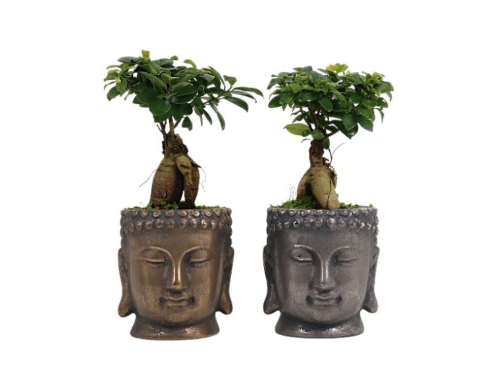 FICUS GINSENG M&Eacute;DIO OFERTA DE VASO BUDA VASO 12 MODELOS SORTIDOS image number 1