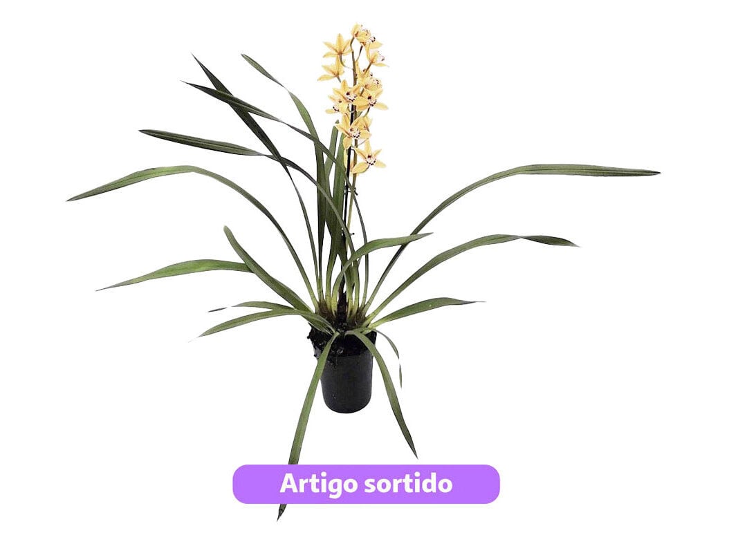 CYMBIDIUM (ORQUIDEA) 1 HASTE VASO 14CM CORES SORTIDAS