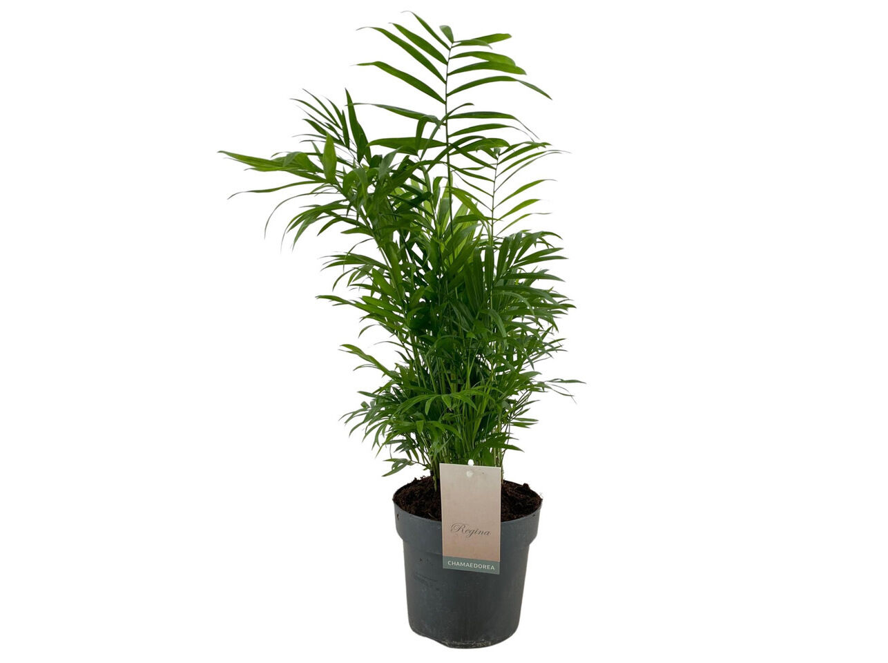 CHAMAEDOREA ELEGANS VASO 17