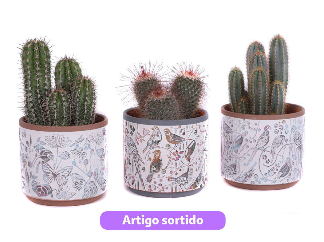 CACTO COM OFERTA VASO CER&Acirc;MICA VASO 14CM MODELOS SORTIDOS