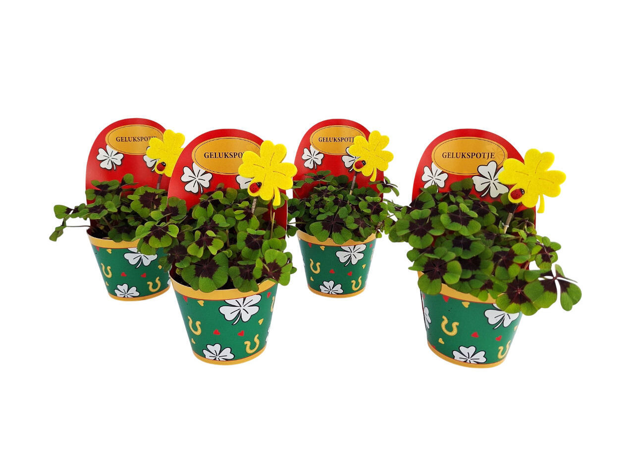 OXALIS TETRAPHYLLA (TREVO-QUATRO-FOLHAS) VASO COM COVER POT 9CM image number 1