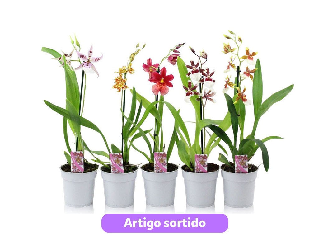 ORQUIDEAS LUSO BONSAI COM OFERTA DE COVERPOT CORES SORTIDAS