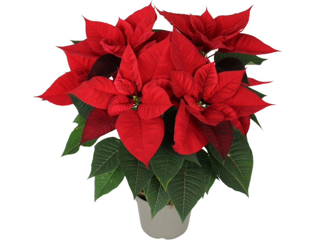POINSETIA (ESTRELA DE NATAL) VASO 14 image number 0