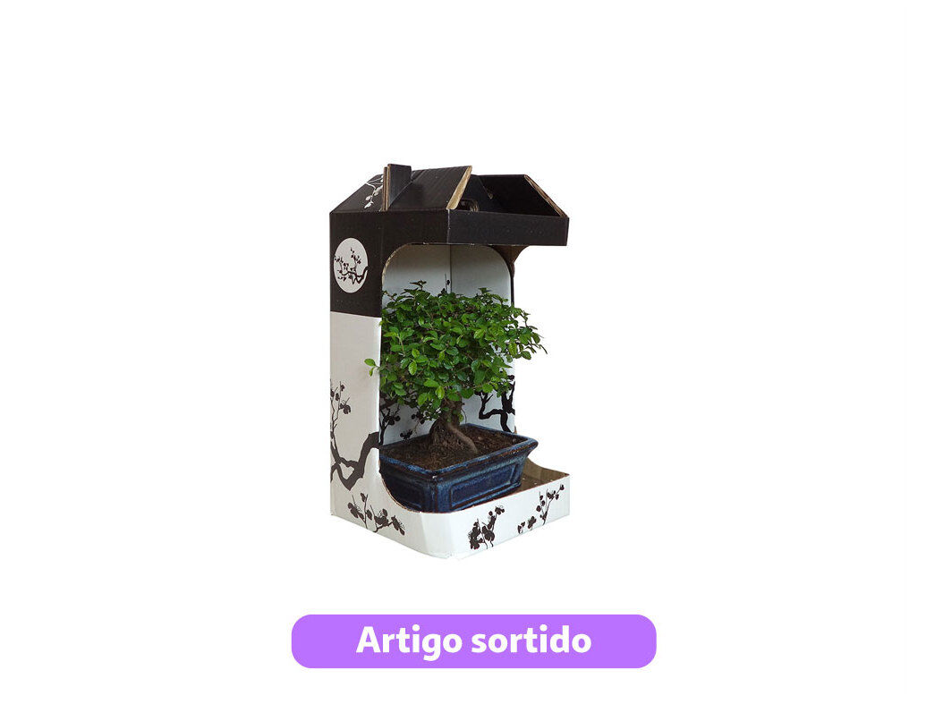 BONSAI 5 ANOS COM CAIXA (INTERIOR) MODELOS SORTIDOS