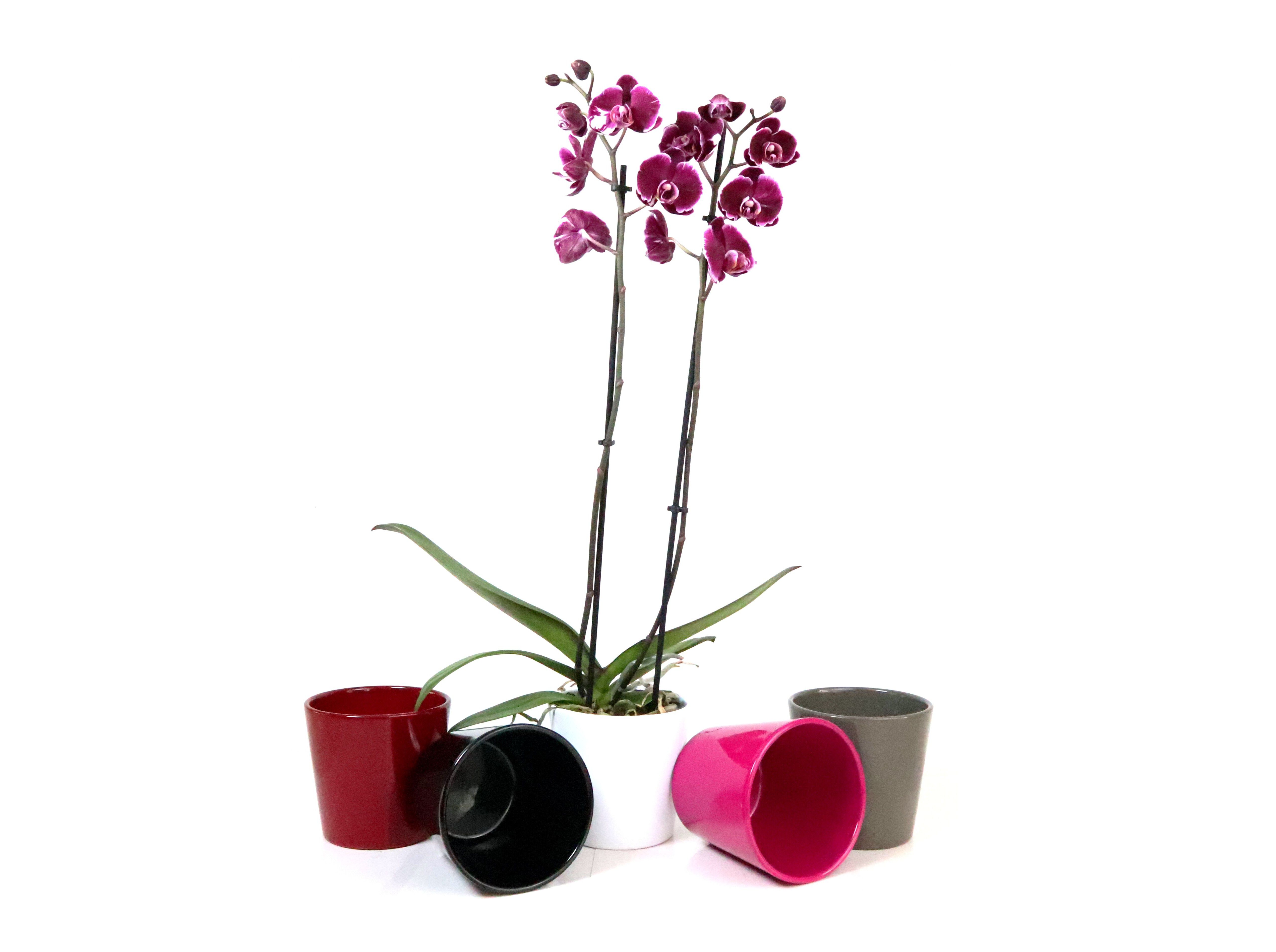 Phalaenopsis 2 Hastes Com Oferta De Vaso Cores Sortidas | Auchan