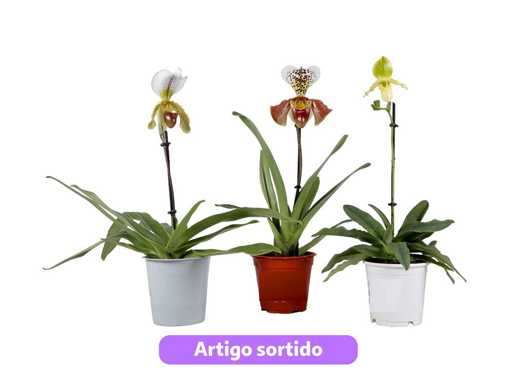 ORQU&Iacute;DEA PAPHIOPEDILUM (SAPATINHO) CORES SORTIDAS