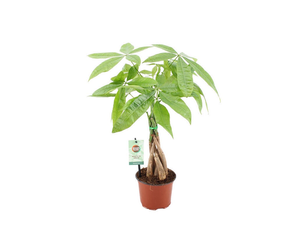 PACHIRA AQUATICA (&Aacute;RVORE-DO-DINHEIRO) VASO 12