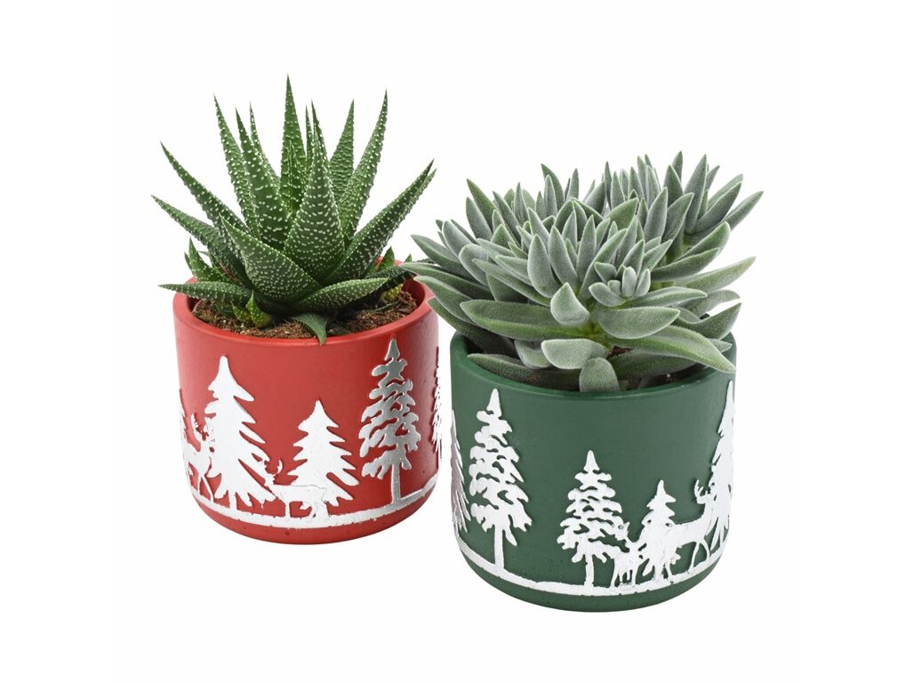 SUCULENTAS MIX EM VASO NATAL DECORADO VASO 8 MODELOS SORTIDOS