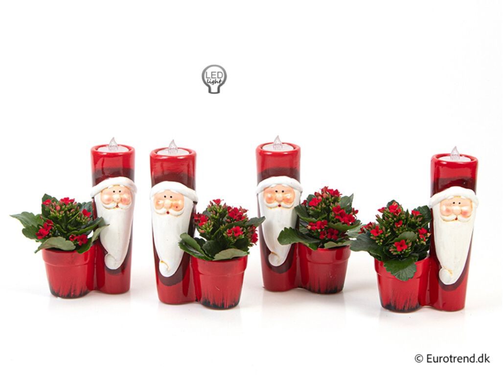 MINI KALANCHOE EM VASO CASTI&Ccedil;AL COM LUZ VASO 6 MODELOS SORTIDOS