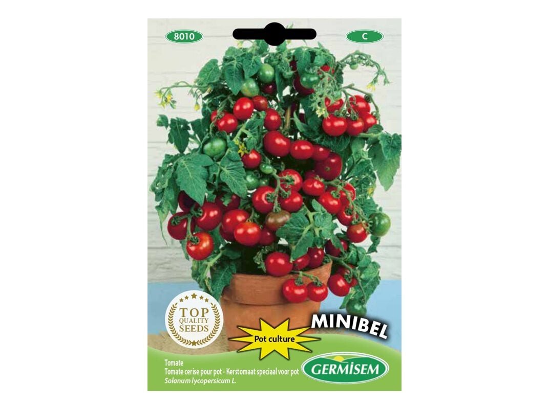 SEMENTES SOMELITE TOMATE MINIBEL image number 1