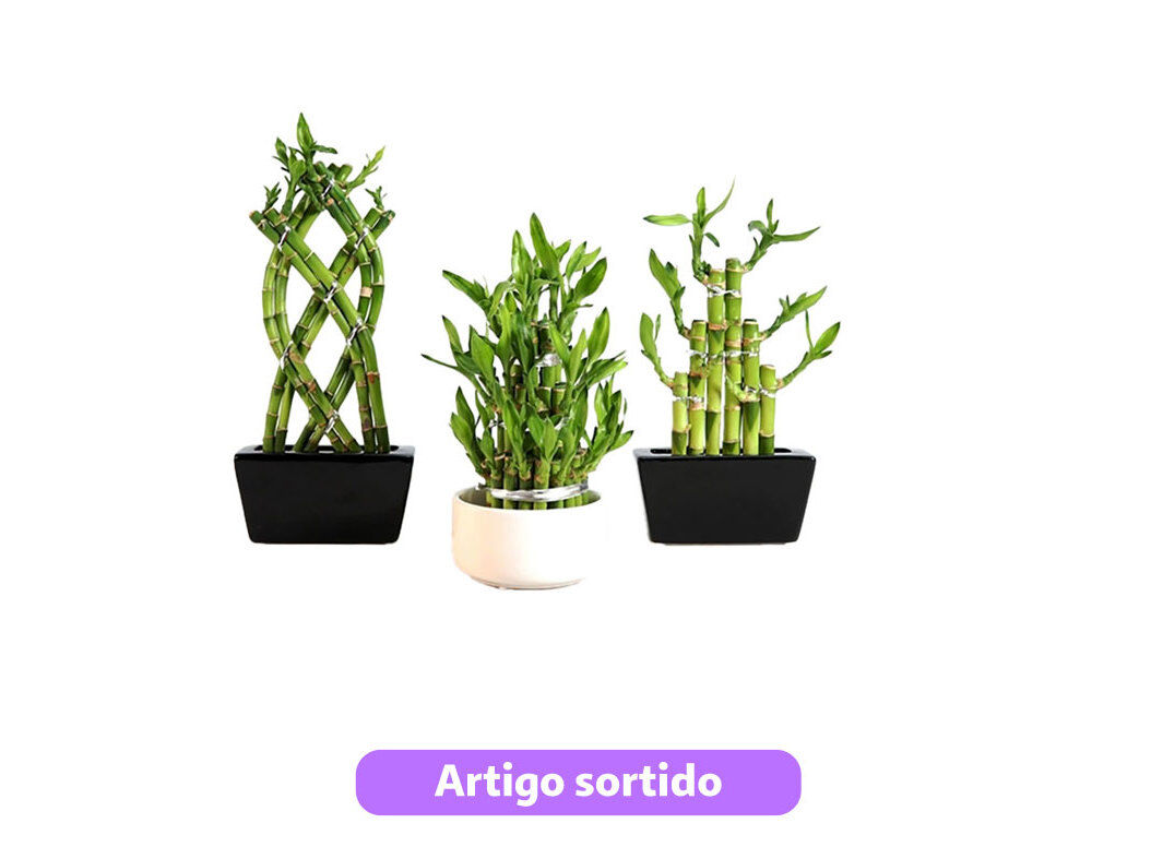 ARRANJO PEQUENO DE BAMBOO MODELOS SORTIDOS