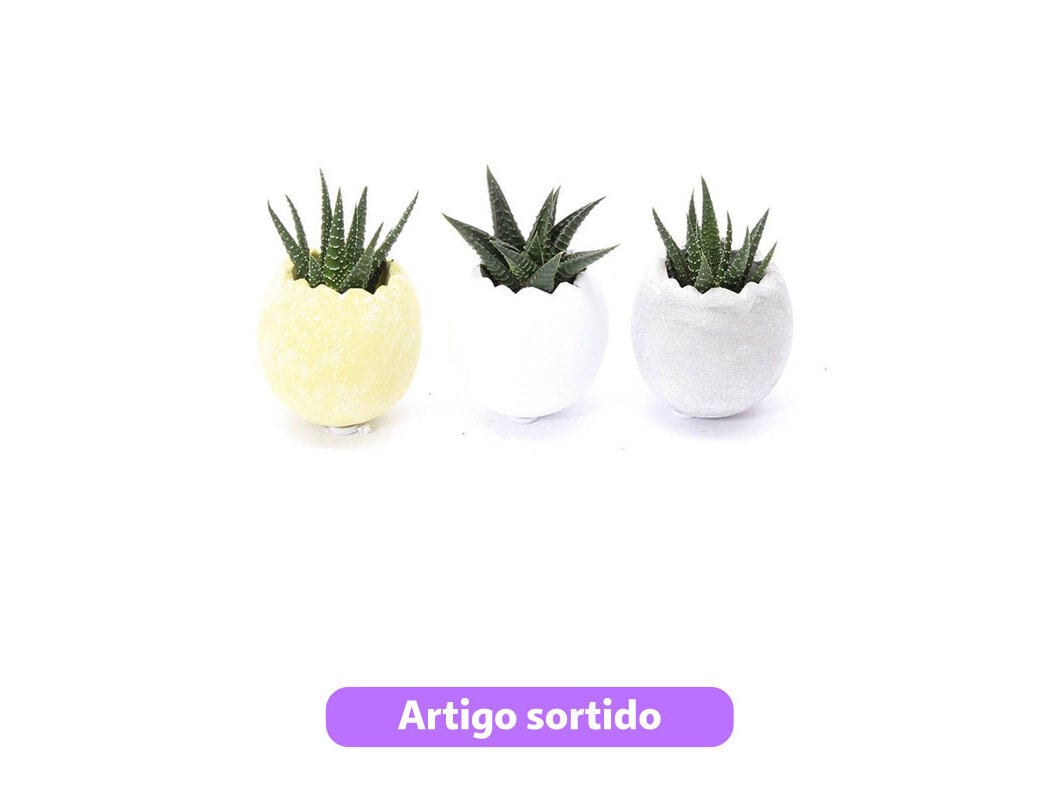 HAWORTHIA (PLANTA-ZEBRA) EM OVO DE PASCOA VASO 6 MODELOS SORTIDOS