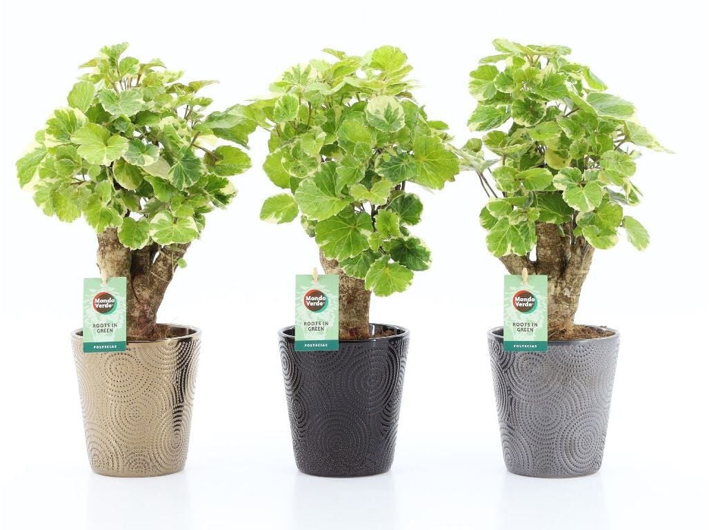 POLYSCIA BALFOURIAN (&Aacute;RVORE-DA-FELICIDADE) VASO CER&Acirc;MICA VASO 13 MODELOS SORTIDOS image number 1