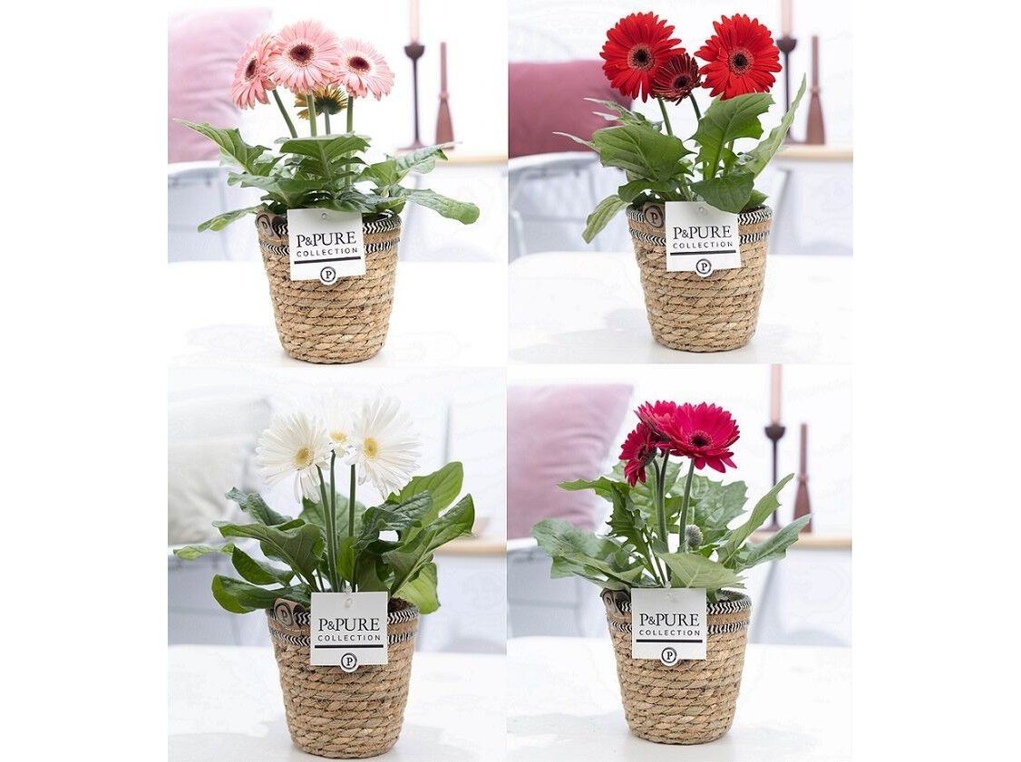 GERBERAS MIX EM CESTA VASO 12 MODELOS SORTIDOS image number 1