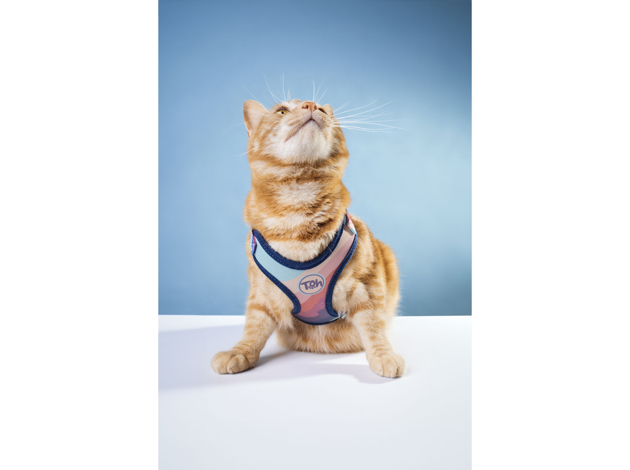 PEITORAL+TRELA GATO TOH ALPACA image number 1