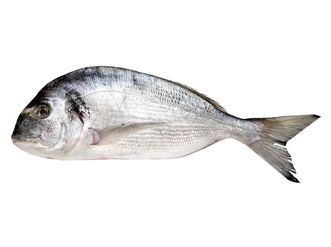 DOURADA MAR KG image number 0