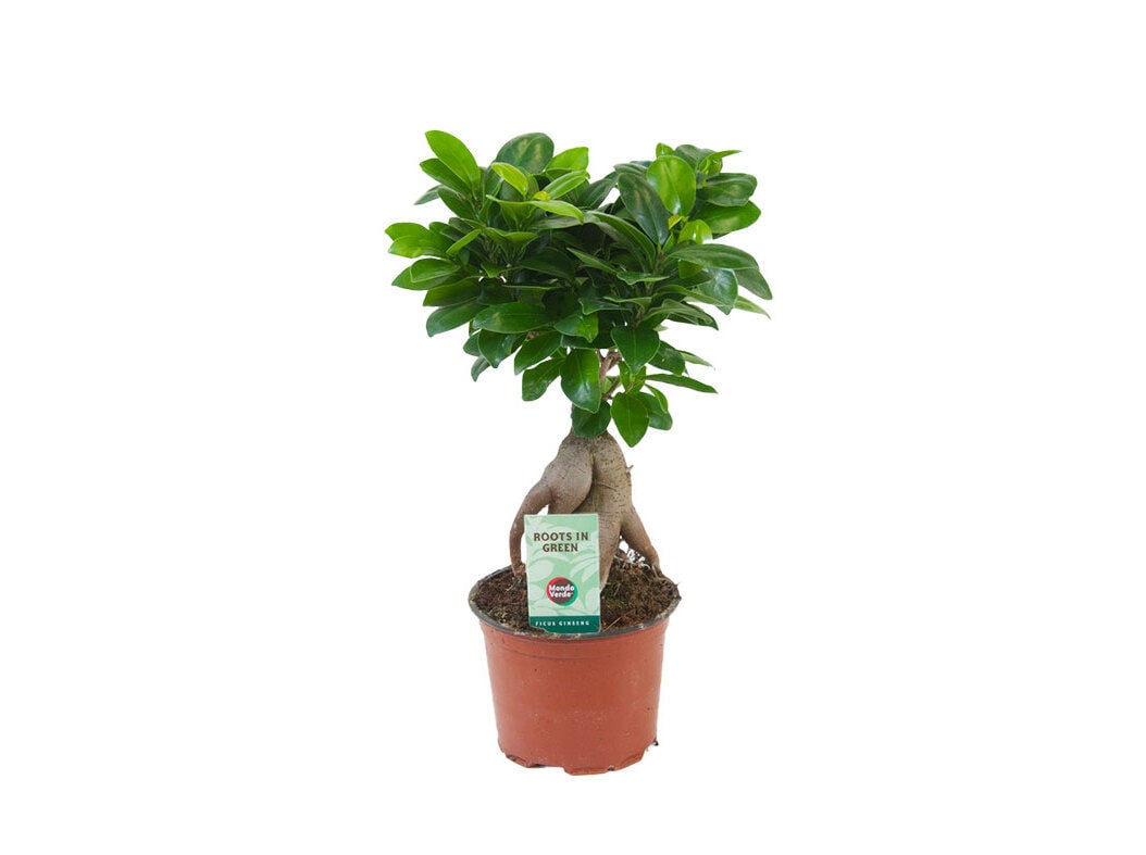 FICUS GINSENG VASO 12