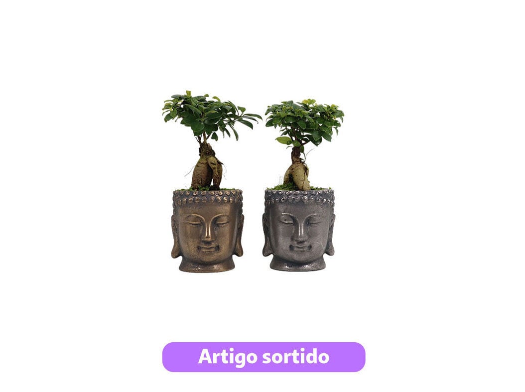 FICUS GINSENG M&Eacute;DIO OFERTA DE VASO BUDA VASO 12 MODELOS SORTIDOS