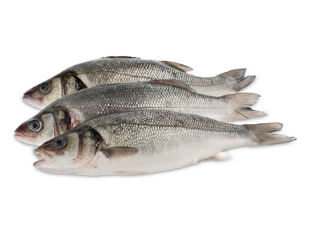 ROBALO FRESCO INTEIRO 300/600 KG