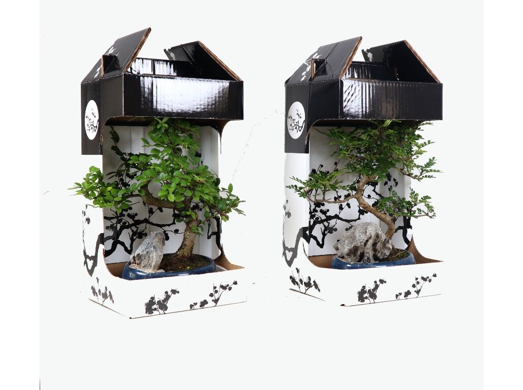 BONSAI DE 9 ANOS LUSO BONSAI COM ROCHA CAIXA GIFT MODELOS SORTIDOS image number 1