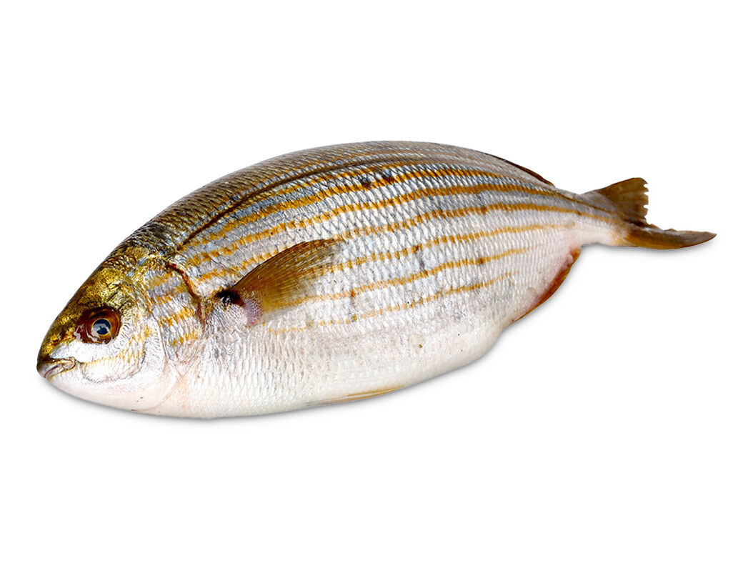 SALEMA KG image number 0