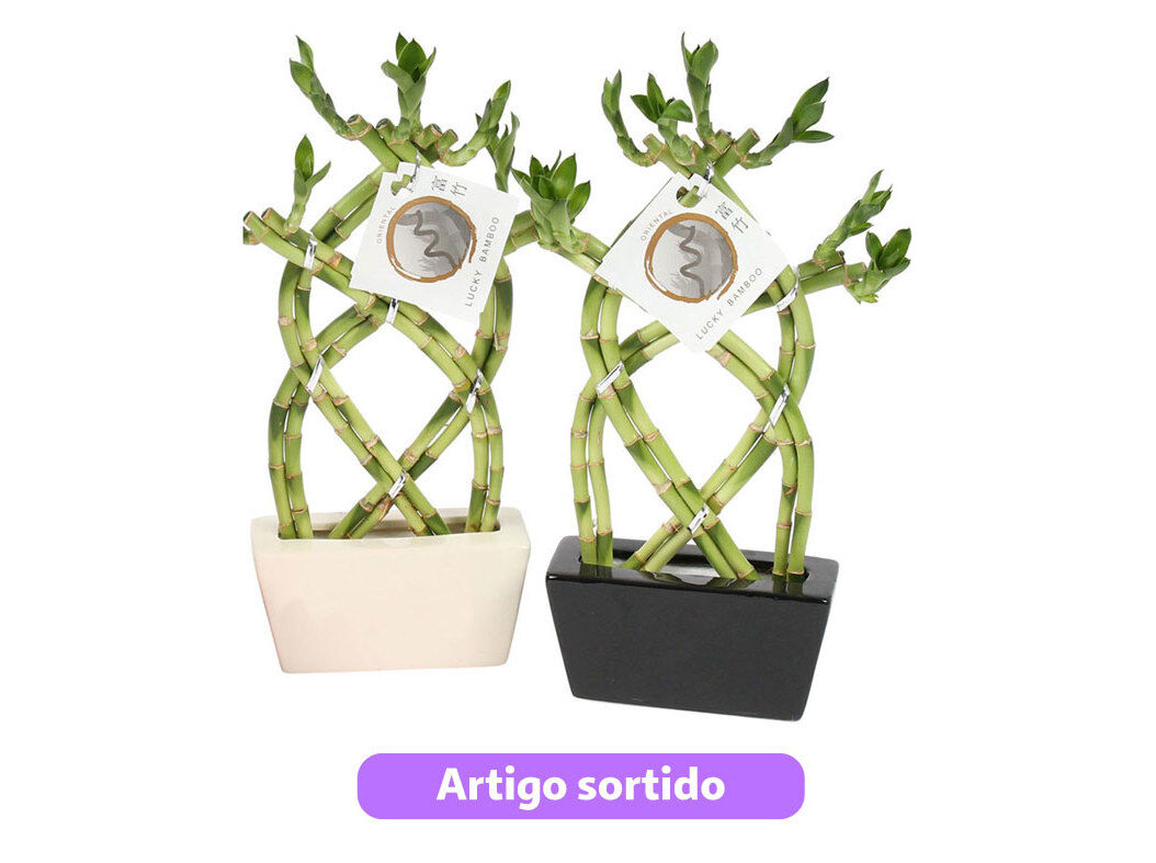 LUCKY BAMBOO BRAIDED EM VASO CER&Acirc;MICA VASO 14 MODELOS SORTIDOS