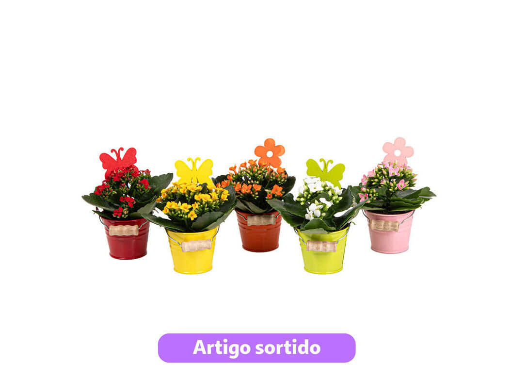 MINI KALANCHOE MIX EM VASO 6 ZINCO MODELOS SORTIDOS