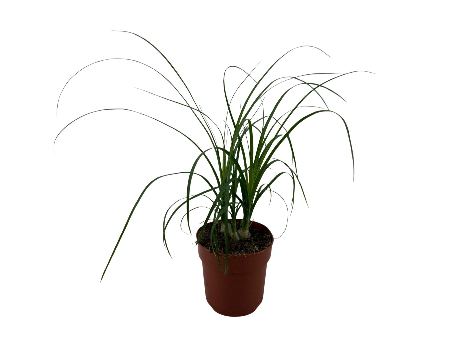 NOLINA (BEAUCARNEA RECURVATA) VASO 12